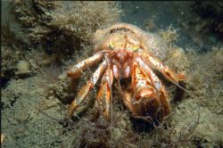 Anomura, Holland "Oosterschelde", Nikonos V 1:2 tube+fram... by Patrick De Maesschalck 